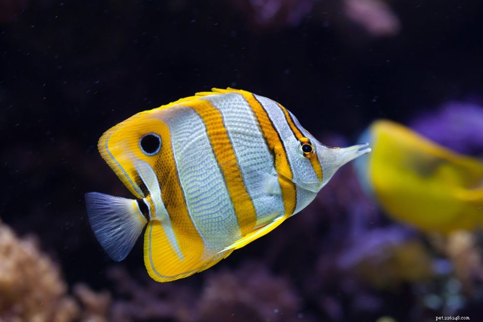 Explore Butterflyfish: 129 Vibrant Reef Species & Their Care