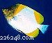 Explore Butterflyfish: 129 Vibrant Reef Species & Their Care