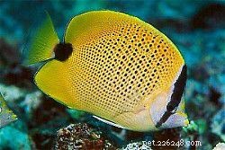 Explore Butterflyfish: 129 Vibrant Reef Species & Their Care