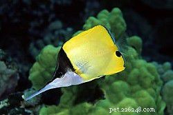 Explore Butterflyfish: 129 Vibrant Reef Species & Their Care