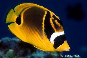 Explore Butterflyfish: 129 Vibrant Reef Species & Their Care
