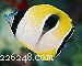 Explore Butterflyfish: 129 Vibrant Reef Species & Their Care