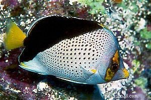 Explore Butterflyfish: 129 Vibrant Reef Species & Their Care