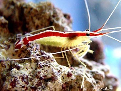 Marine Shrimp Care & Facts: A Trusted Guide to Nocturnal Crustaceans