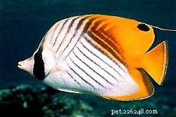 Explore Butterflyfish: 129 Vibrant Reef Species & Their Care
