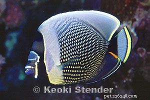 Explore Butterflyfish: 129 Vibrant Reef Species & Their Care