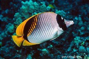 Explore Butterflyfish: 129 Vibrant Reef Species & Their Care