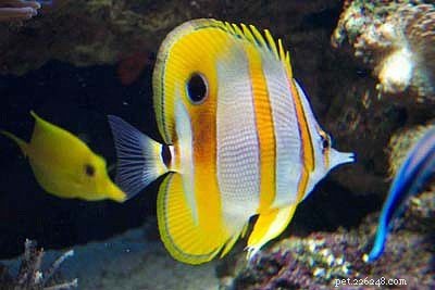 Explore Butterflyfish: 129 Vibrant Reef Species & Their Care
