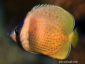 Explore Butterflyfish: 129 Vibrant Reef Species & Their Care