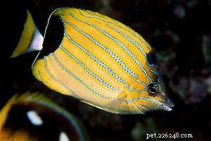 Explore Butterflyfish: 129 Vibrant Reef Species & Their Care