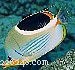 Explore Butterflyfish: 129 Vibrant Reef Species & Their Care