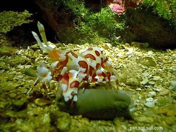 Marine Shrimp Care & Facts: A Trusted Guide to Nocturnal Crustaceans