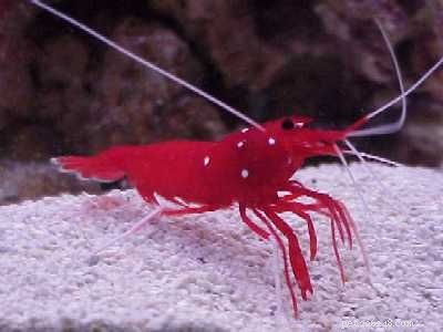 Marine Shrimp Care & Facts: A Trusted Guide to Nocturnal Crustaceans