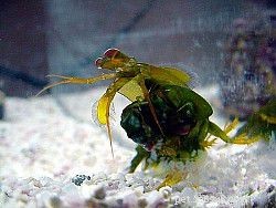 Marine Shrimp Care & Facts: A Trusted Guide to Nocturnal Crustaceans