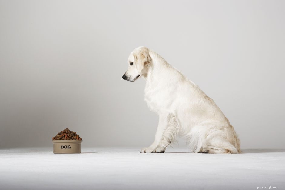 Choosing the Ideal Dog Bowl: Safety, Durability, and Nutrition for Your Pet