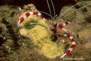 Marine Shrimp Care & Facts: A Trusted Guide to Nocturnal Crustaceans