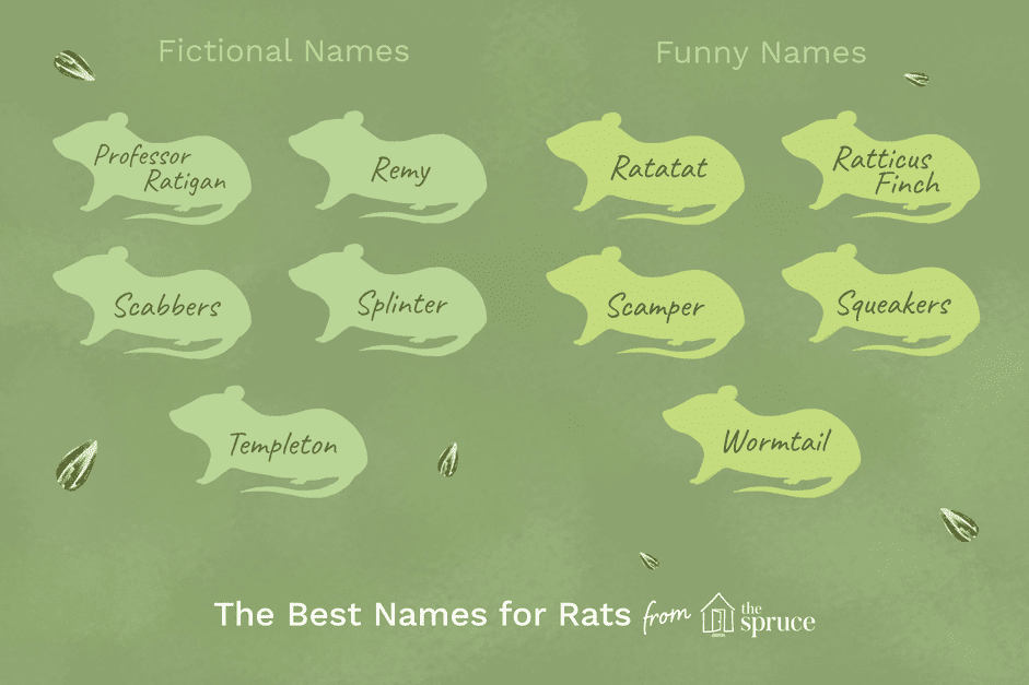 Top Pet Rat Names: Clever & Endearing Choices