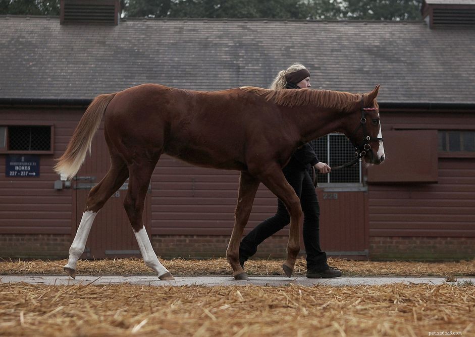Comprehensive Guide to Weanling Training and Handling