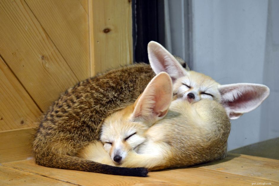 The Risks of Releasing Exotic Pets into the Wild