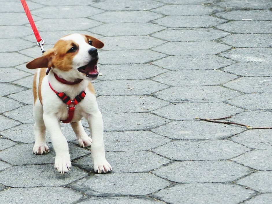 Understanding and Managing Puppy Leash Aggression Toward Other Dogs