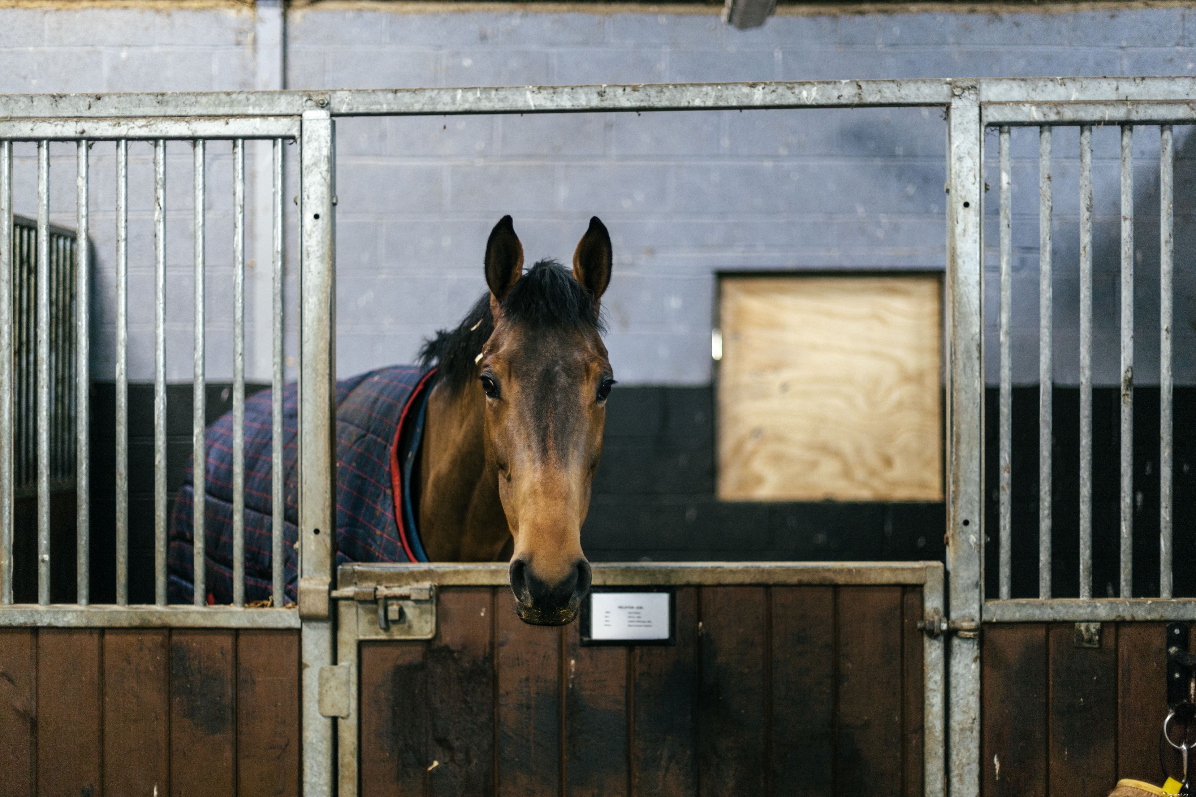 Choosing the Right Blankets, Sheets & Rugs for Your Horse: A Comprehensive Guide