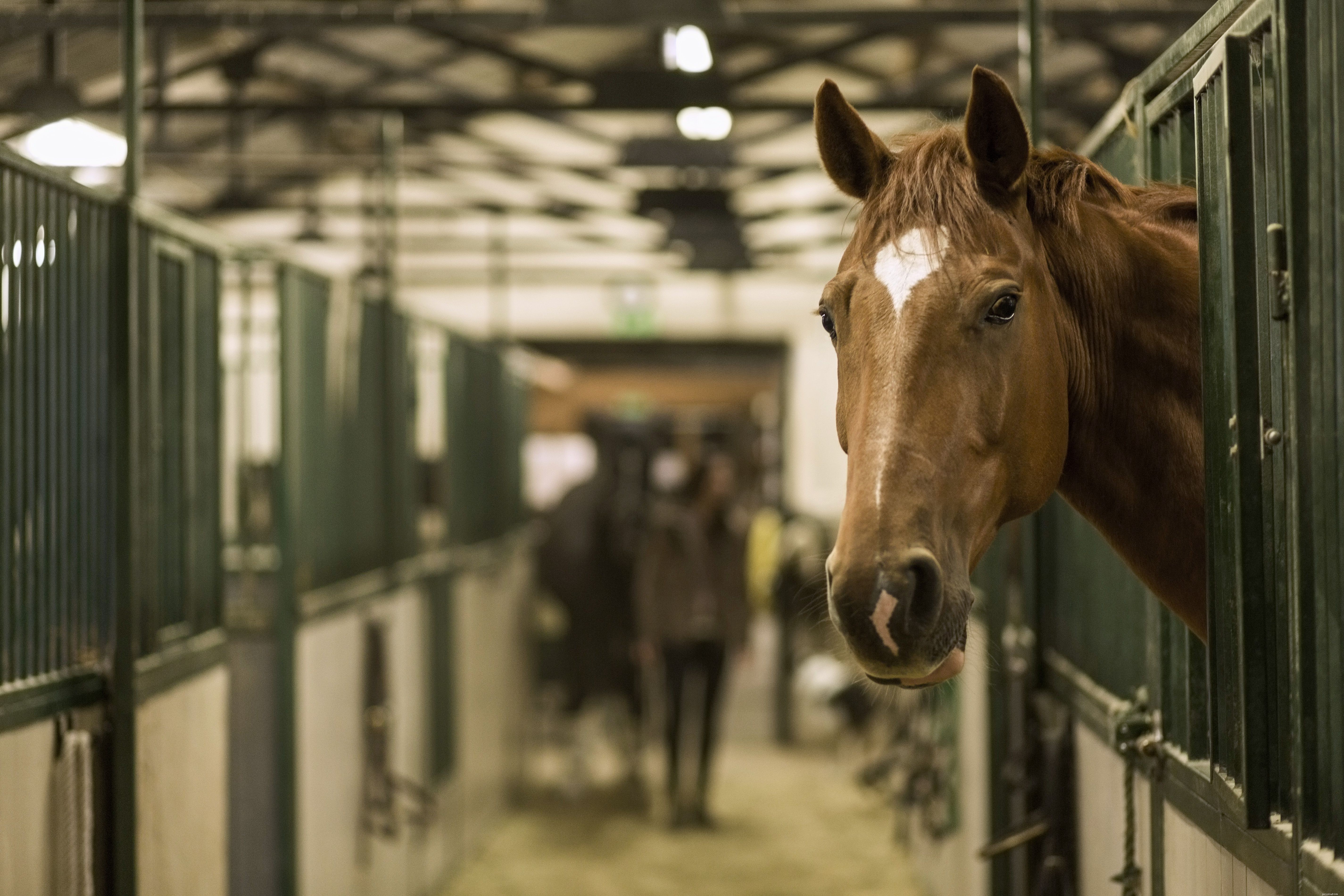Choosing the Right Blankets, Sheets & Rugs for Your Horse: A Comprehensive Guide
