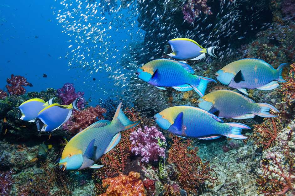 Discover the Parrotfish Family Scaridae & Scarus: Traits, Habitat, and Feeding Habits