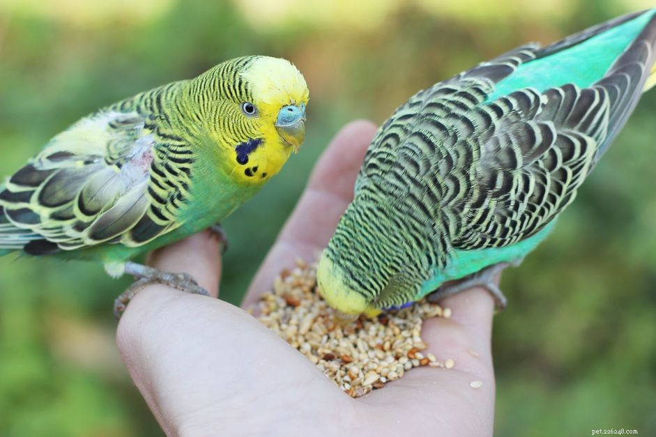 Florida s Trusted Exotic Pet Veterinary Specialists