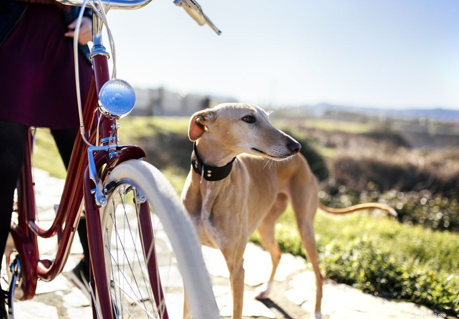 A Guide to Adopting Retired Racing Greyhounds