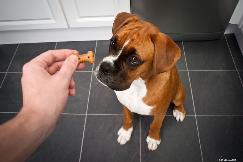 Choosing the Best Treat Varieties for Your Dog s Health