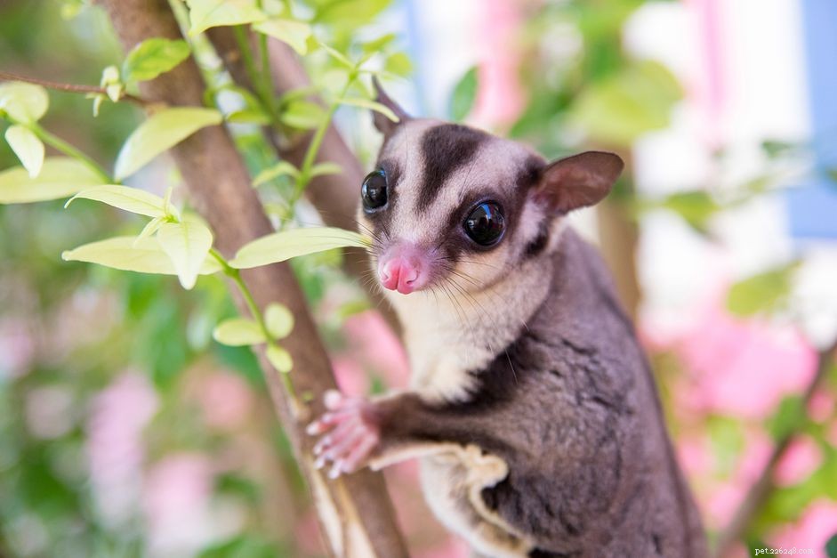 Understanding the Bald Spot on Male Sugar Glider Heads: Purpose and Development
