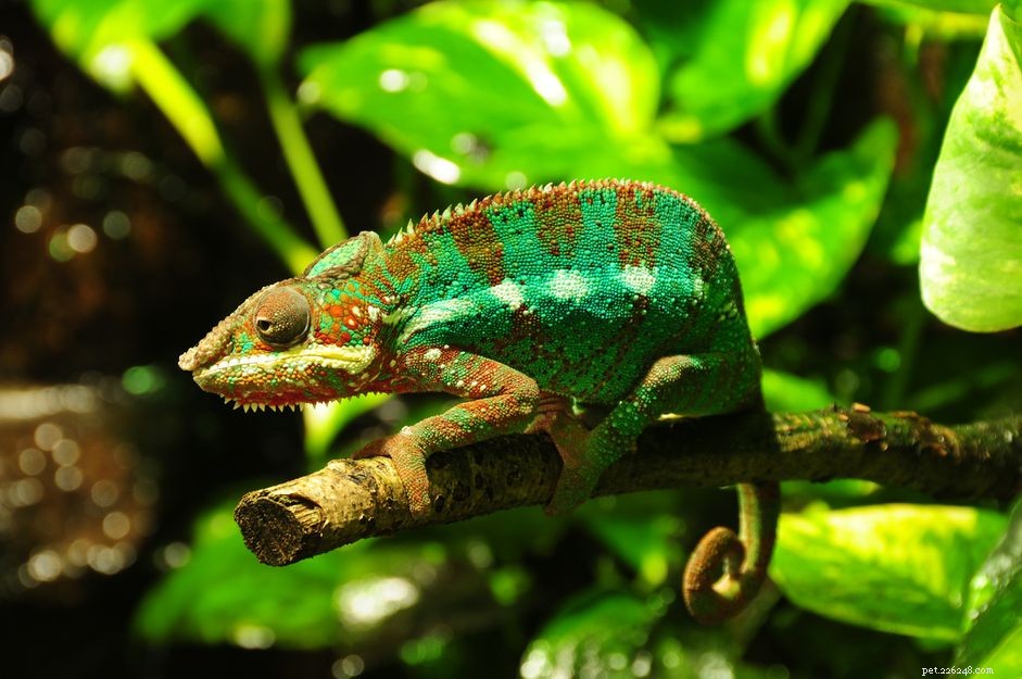 Expert Guide to Caring for Panther Chameleons