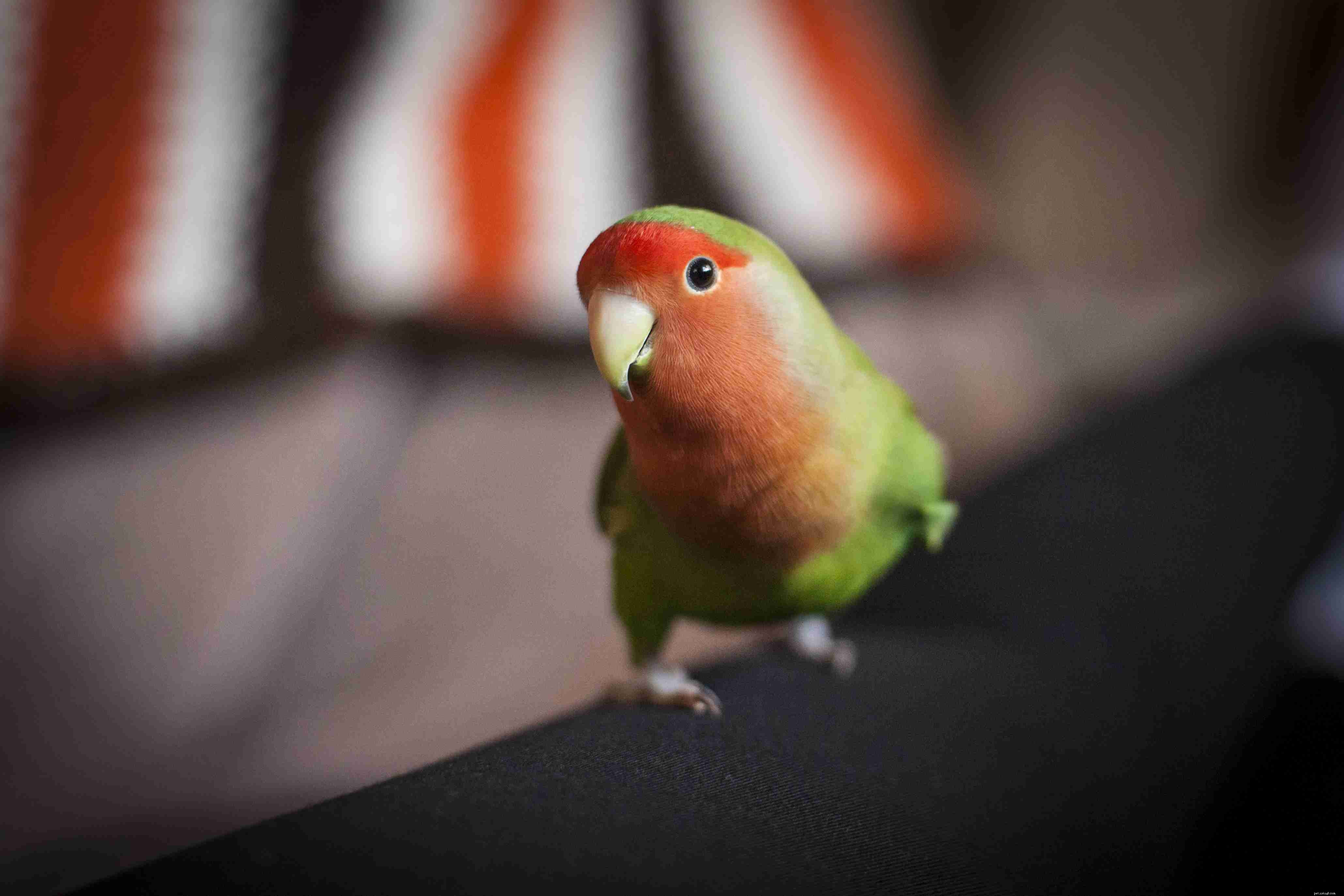 Teach Your Bird to Dance: Simple Steps for a Happy, Healthy Pet
