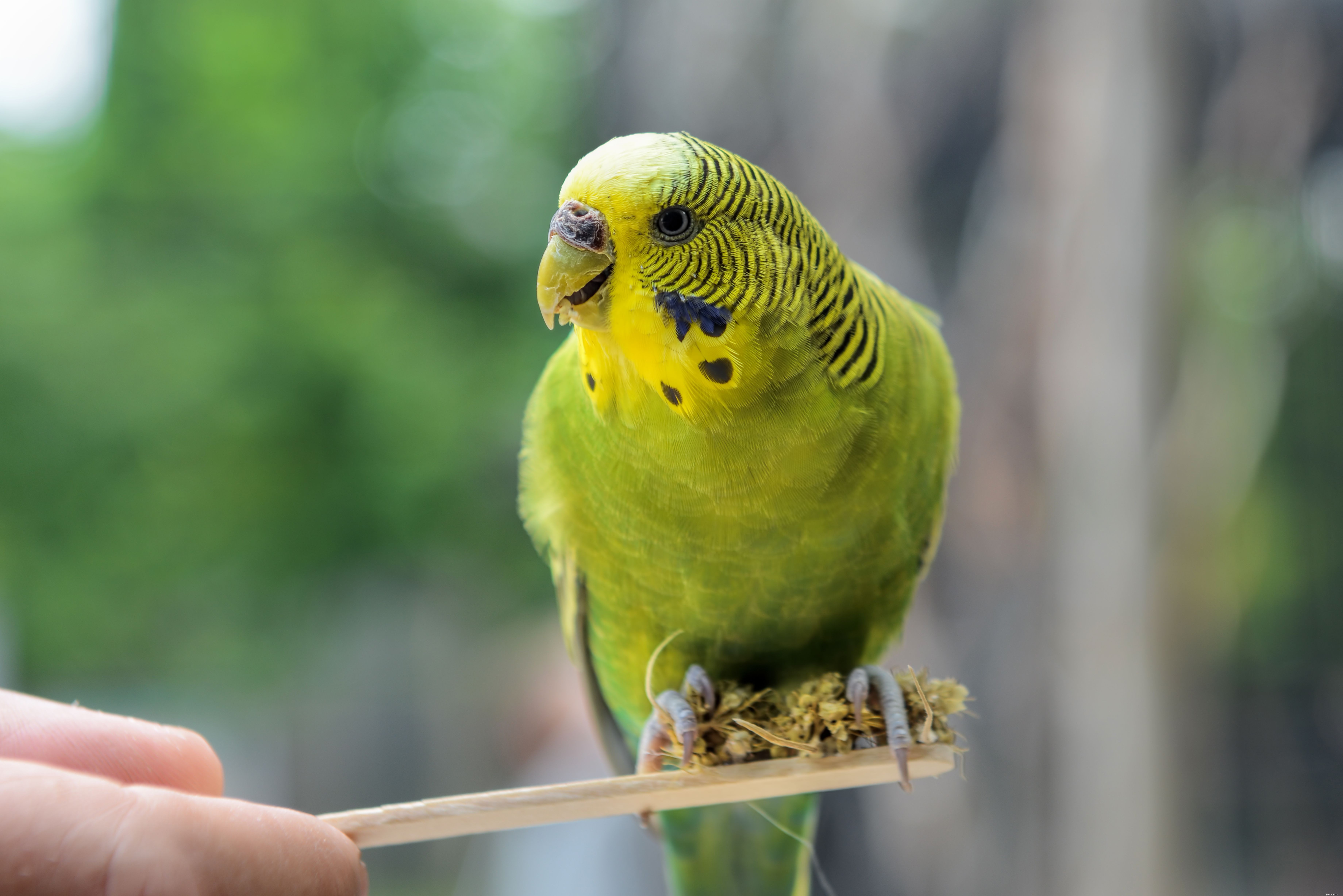 Teach Your Bird to Dance: Simple Steps for a Happy, Healthy Pet