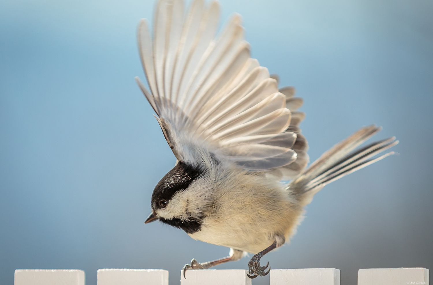 Teach Your Bird to Dance: Simple Steps for a Happy, Healthy Pet