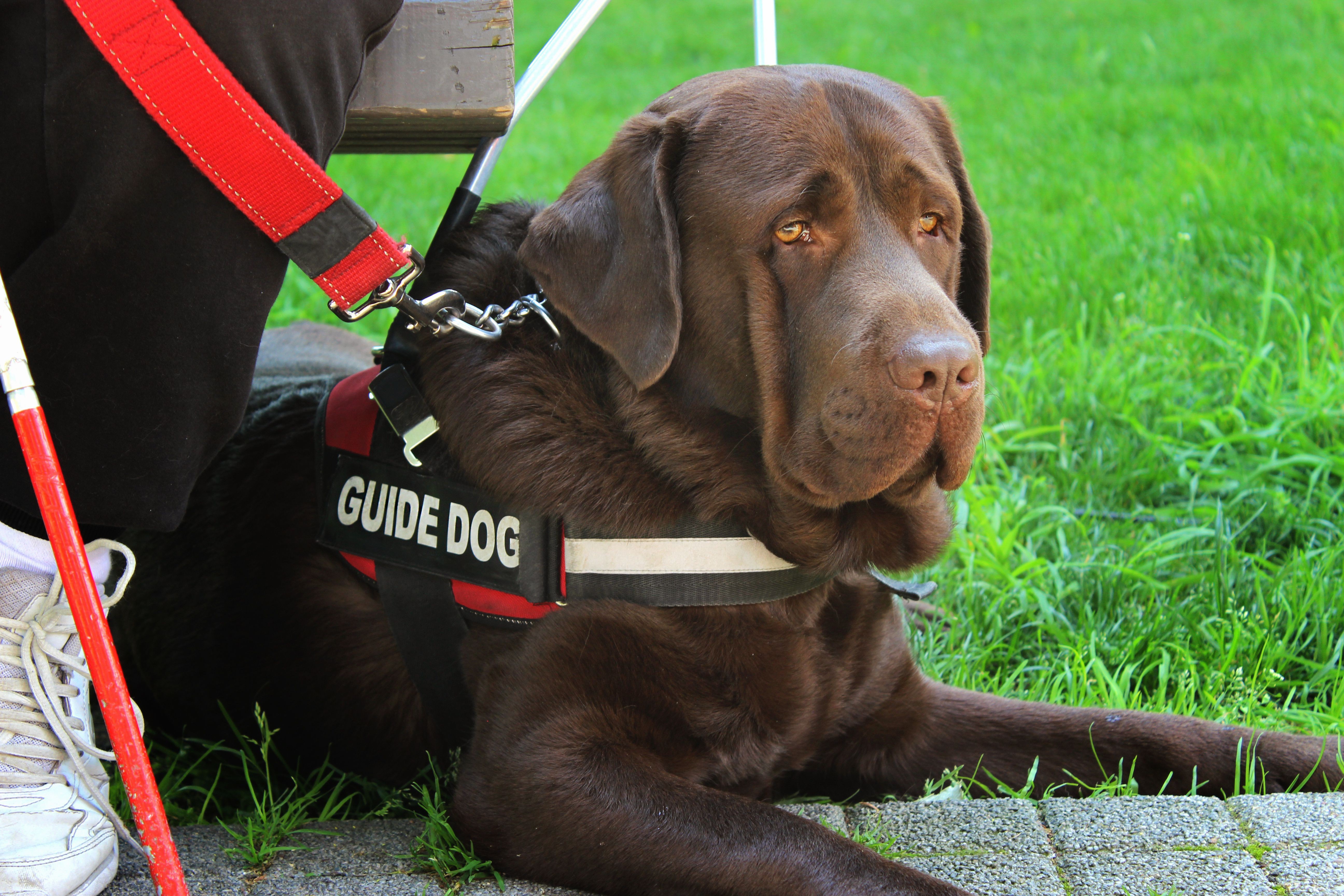 8 Essential Service Dog Types & Their Life‑Saving Roles