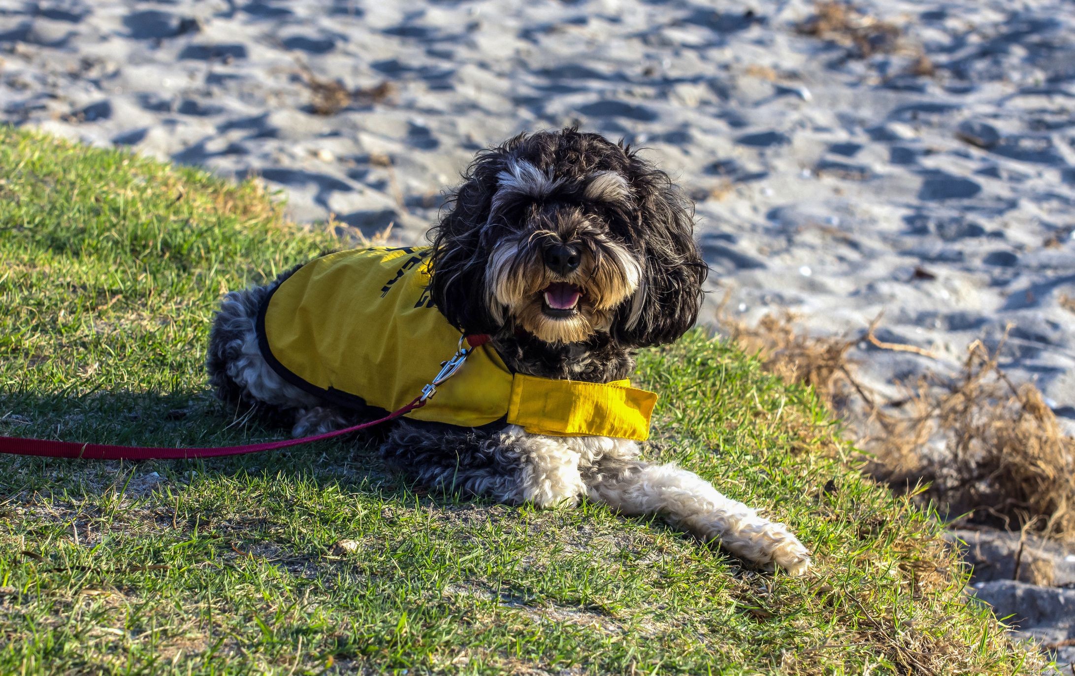 8 Essential Service Dog Types & Their Life‑Saving Roles