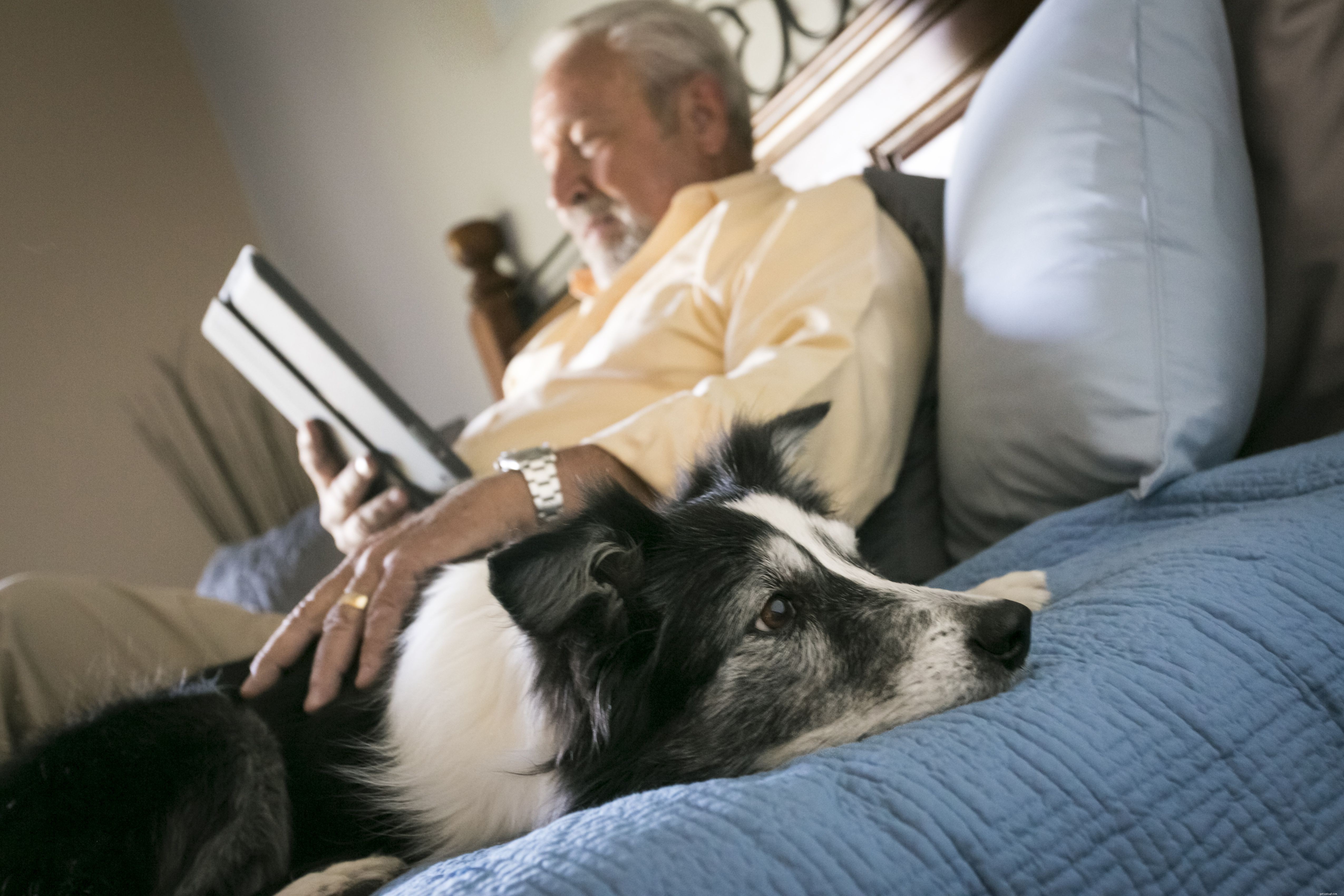 8 Essential Service Dog Types & Their Life‑Saving Roles
