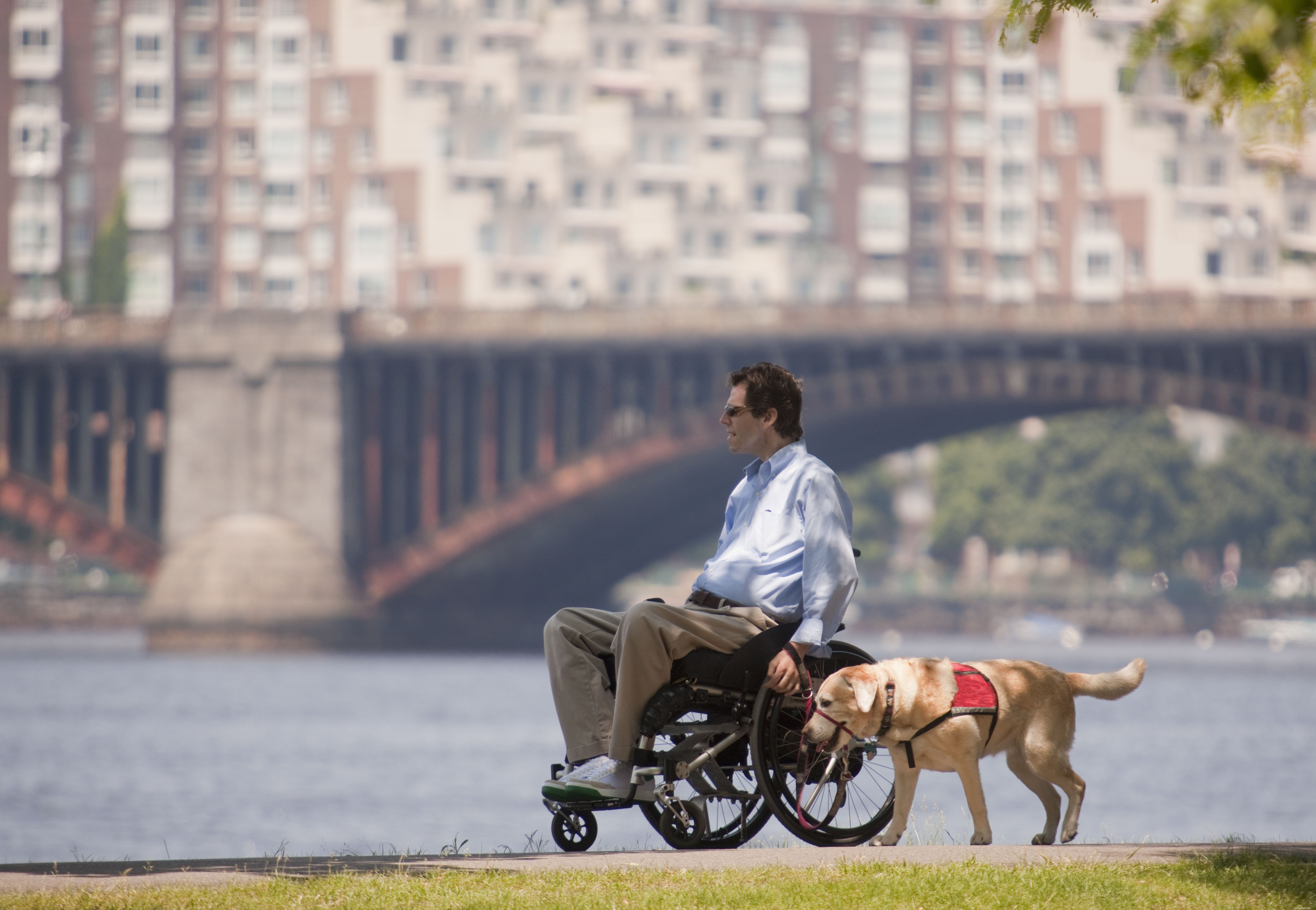 8 Essential Service Dog Types & Their Life‑Saving Roles
