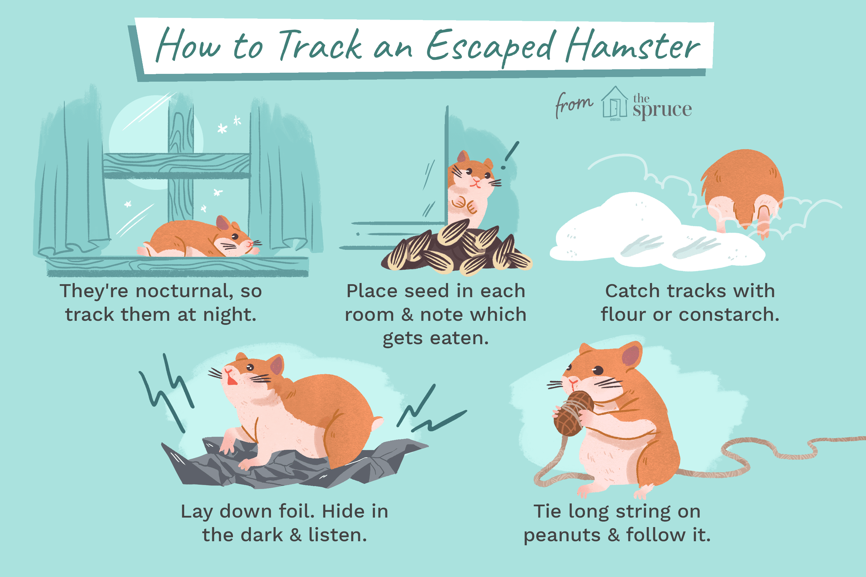 How to Quickly Locate a Lost Hamster: Expert Tips & Safety Steps