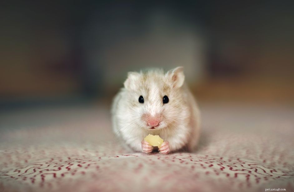 How to Quickly Locate a Lost Hamster: Expert Tips & Safety Steps