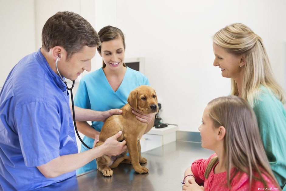 Choosing the Ideal Veterinarian for Your Dog: A Comprehensive Guide