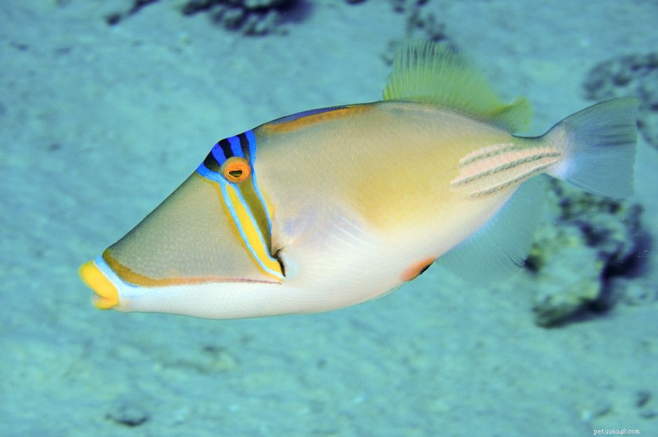 Essential Guide to Thriving Triggerfish in Your Saltwater Aquarium