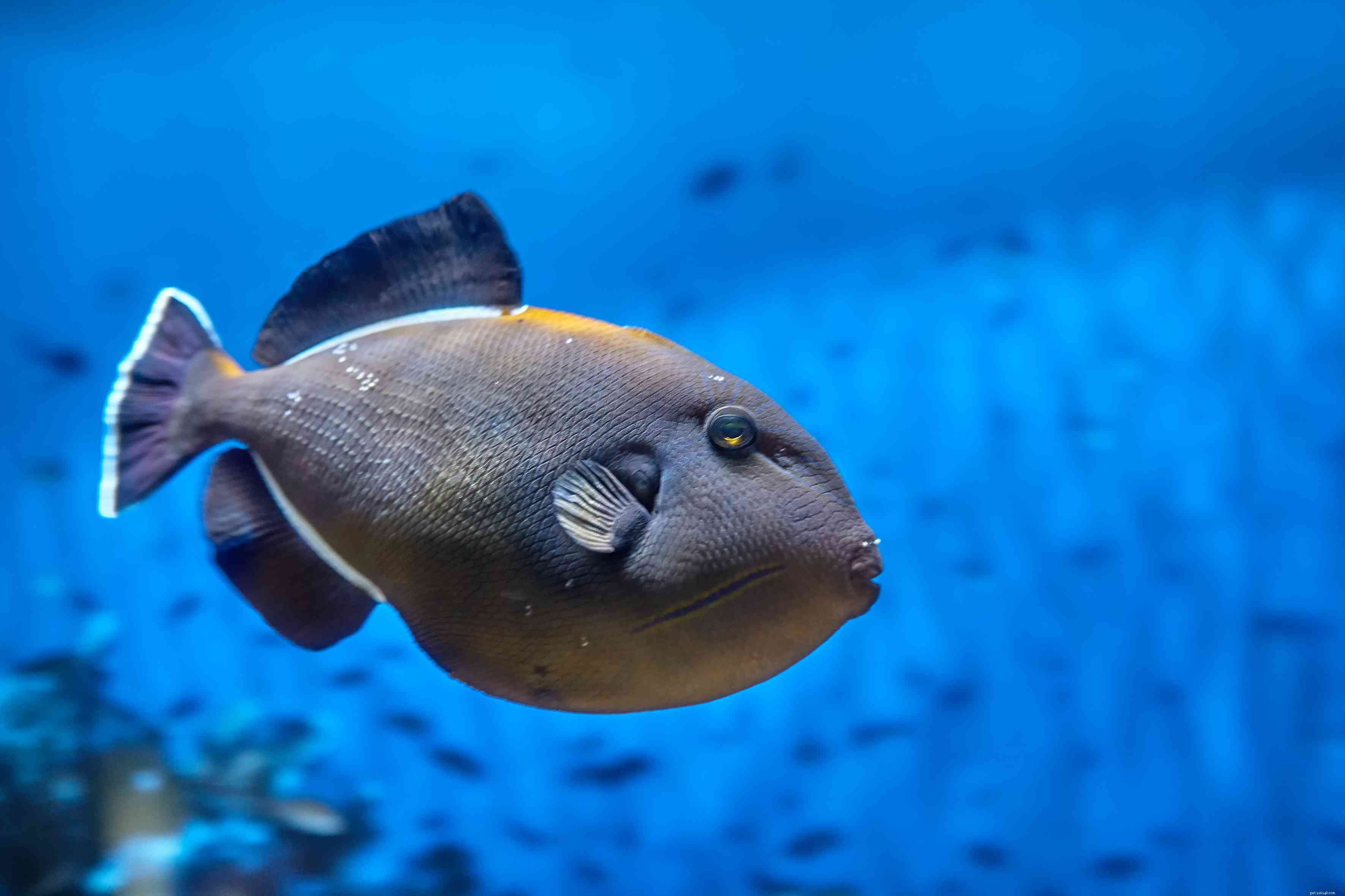 Essential Guide to Thriving Triggerfish in Your Saltwater Aquarium