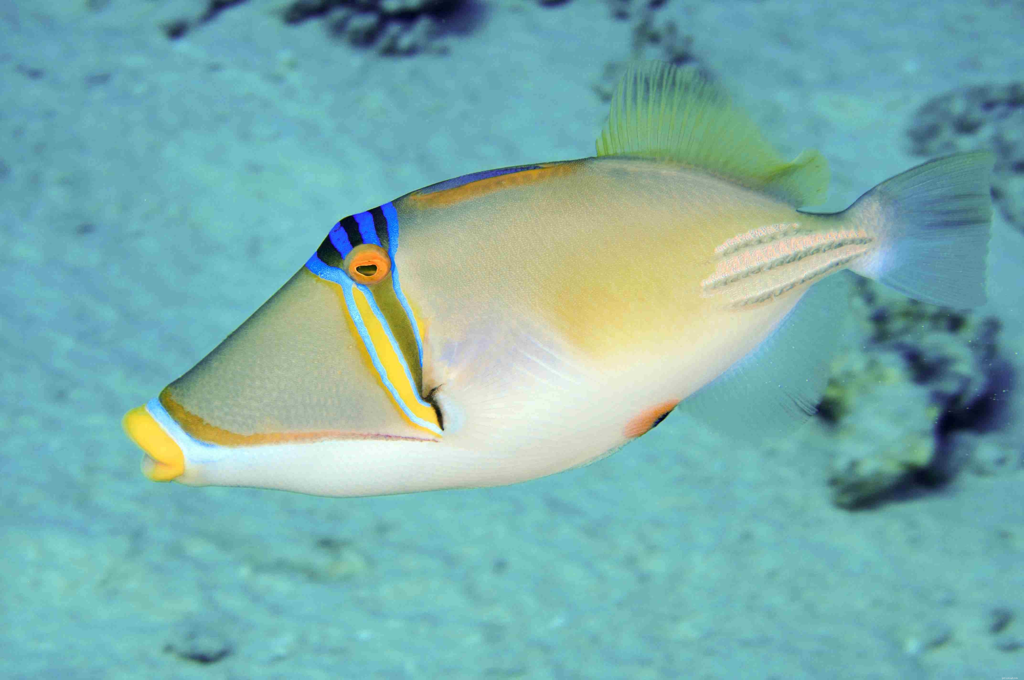 Essential Guide to Thriving Triggerfish in Your Saltwater Aquarium