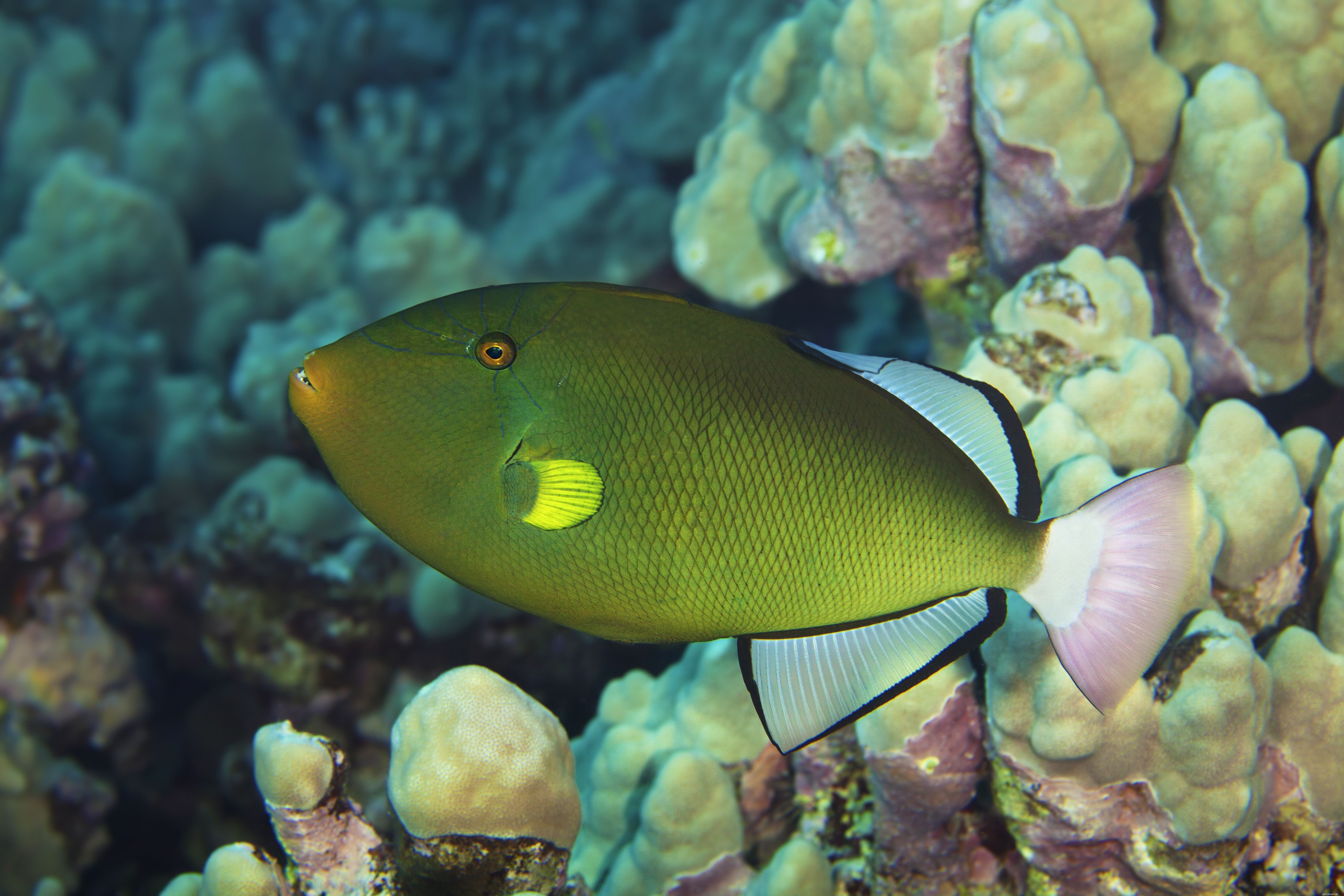 Essential Guide to Thriving Triggerfish in Your Saltwater Aquarium