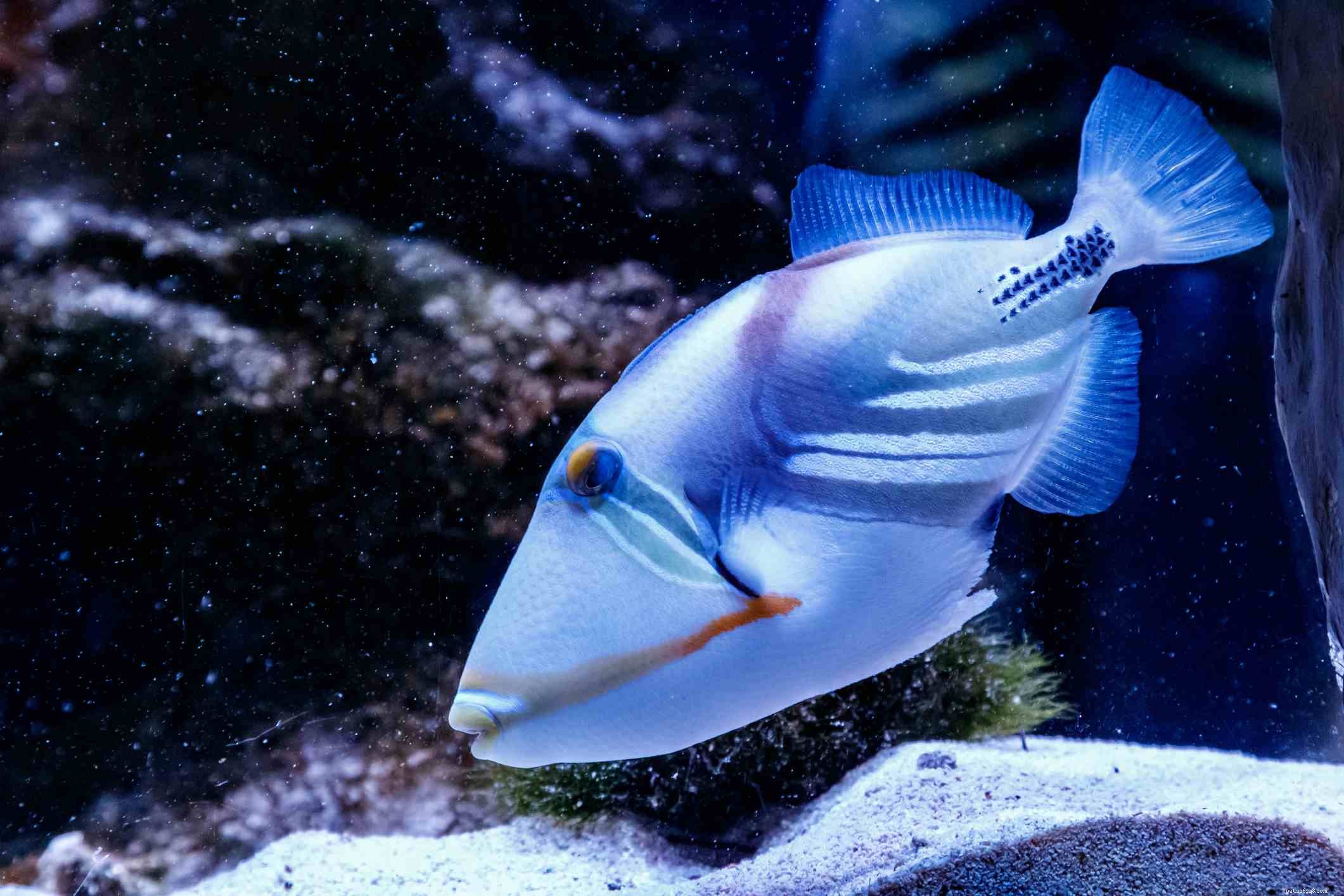 Essential Guide to Thriving Triggerfish in Your Saltwater Aquarium