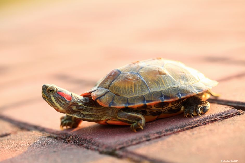 Safe & Stress‑Free Car Transport for Red‑Eared Slider Turtles
