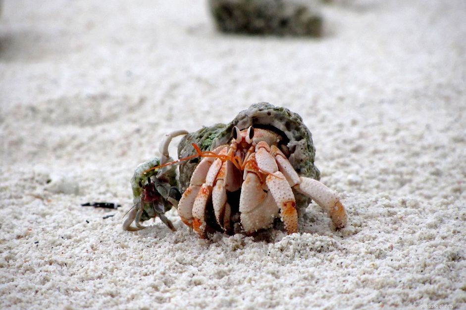 Land Hermit Crabs as Pets: Care Tips & Benefits