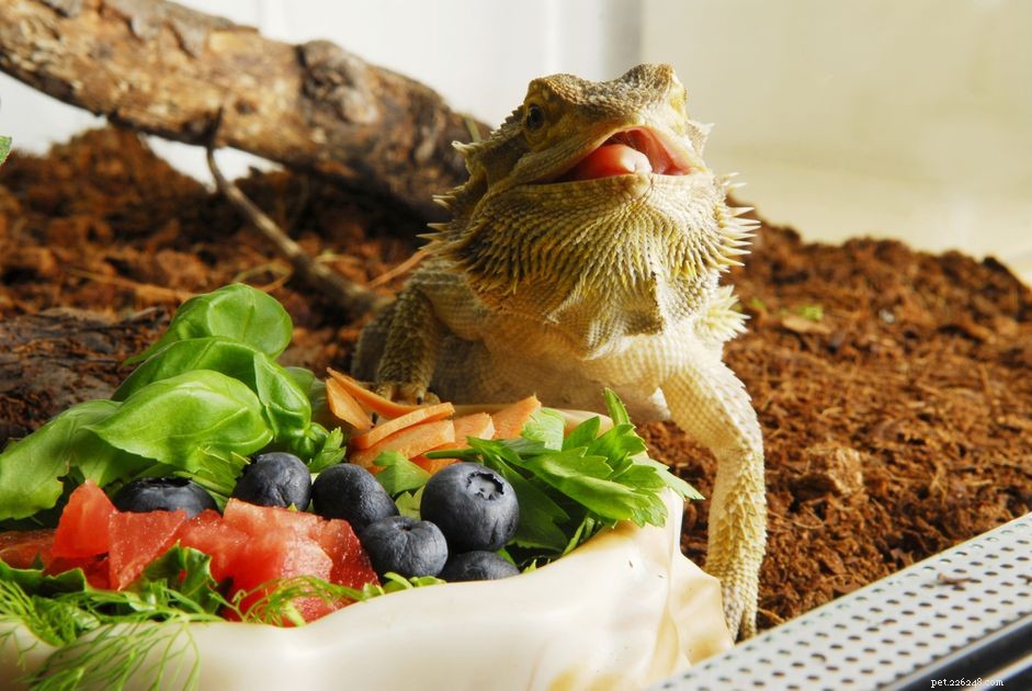 The Complexities of Mixing Species in a Terrarium: A Guide for Informed Decision-Making